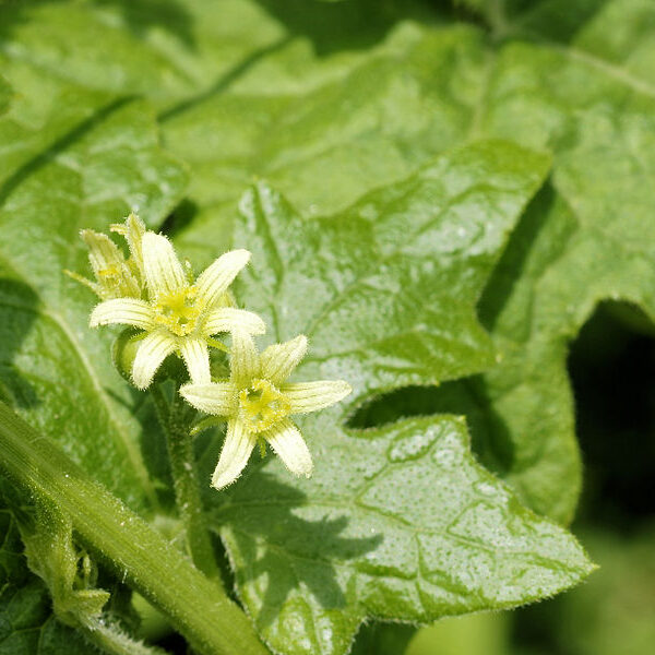 Bryonia dioica