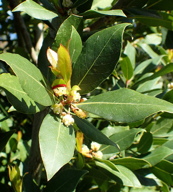 Cola de león leonorus