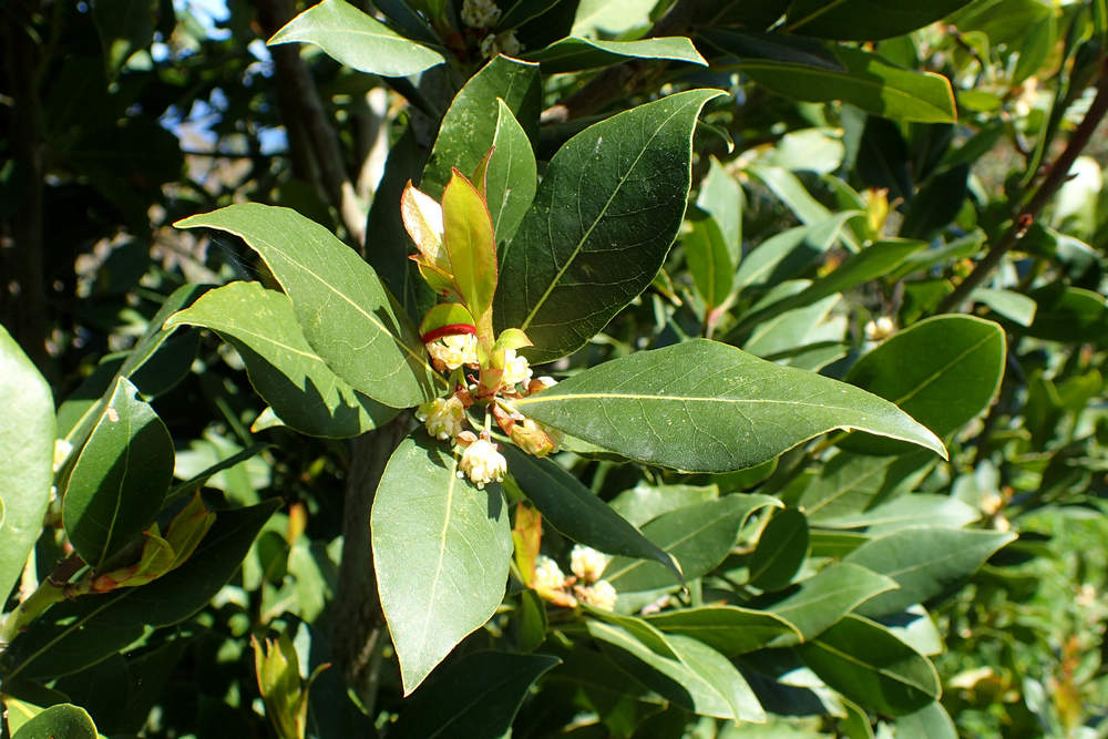 Cola de león leonorus