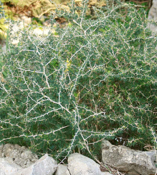 Espárrago de Monte