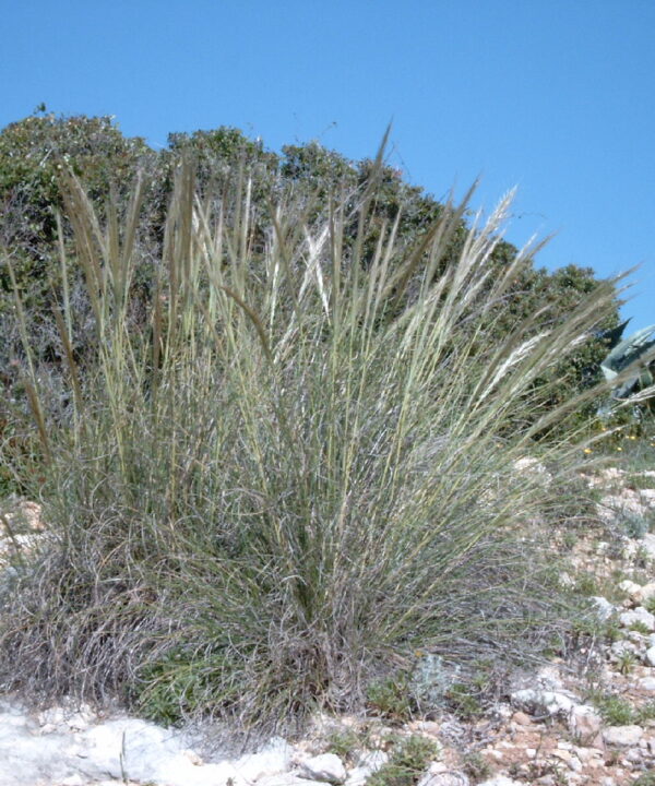 Esparto