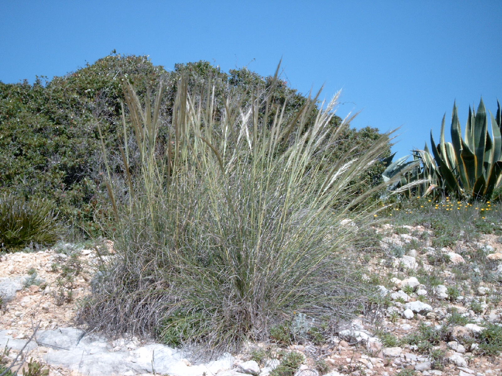 Esparto