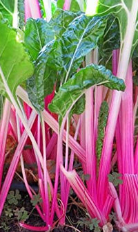 Acelga rosa