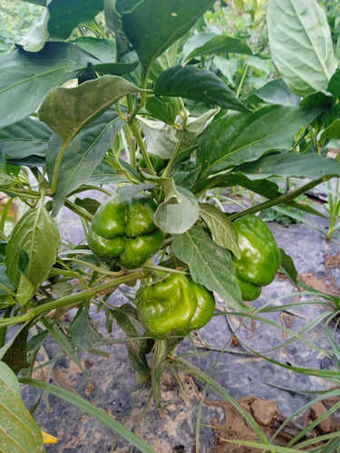 Pimiento dulce Cuadrado d'Asti rojo