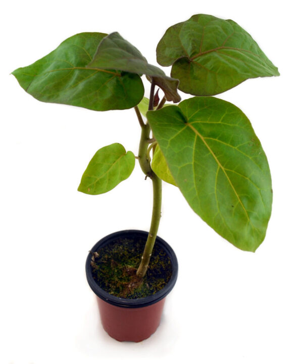 Tomate árbol rojo