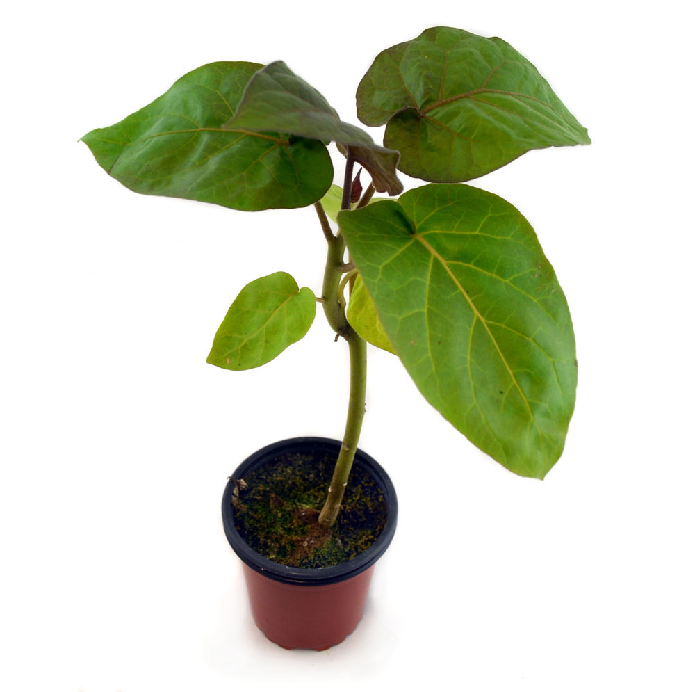 Tomate árbol rojo
