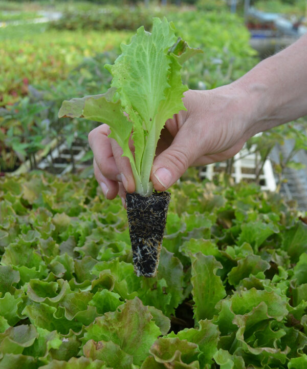 Lechuga maravilla "Pastoret" (10 u.)