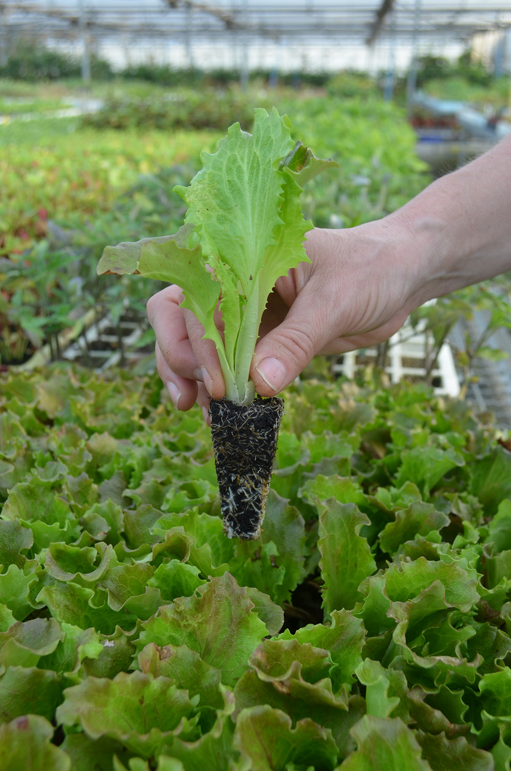 Lechuga maravilla "Pastoret" (10 u.)