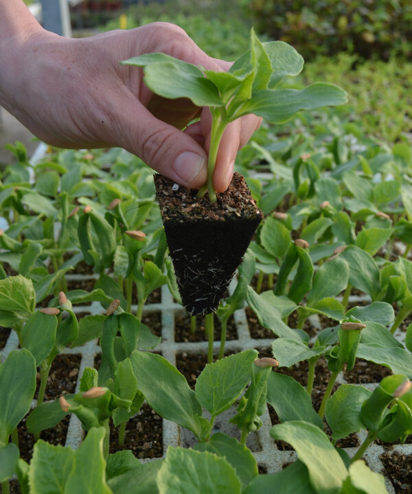 Melón piel de sapo (5 u.)
