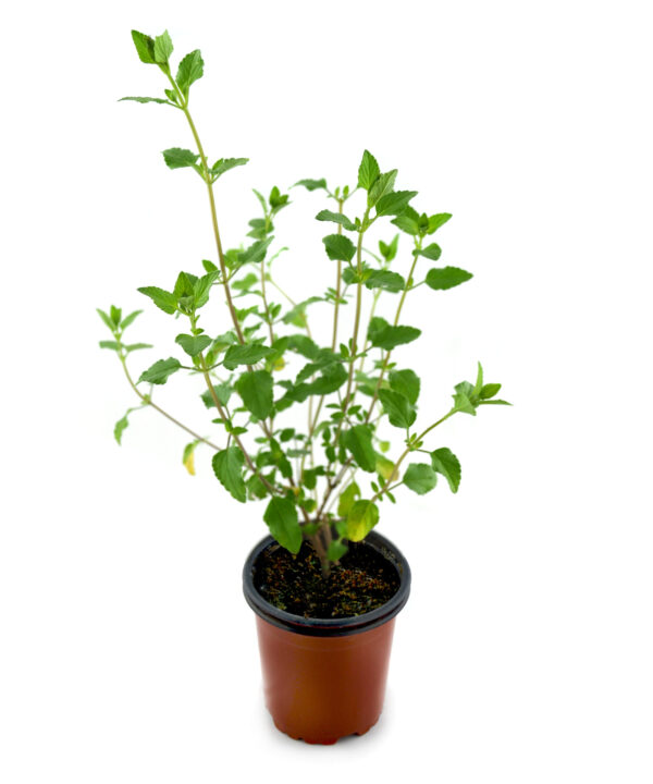 Salvia hoja pequeña