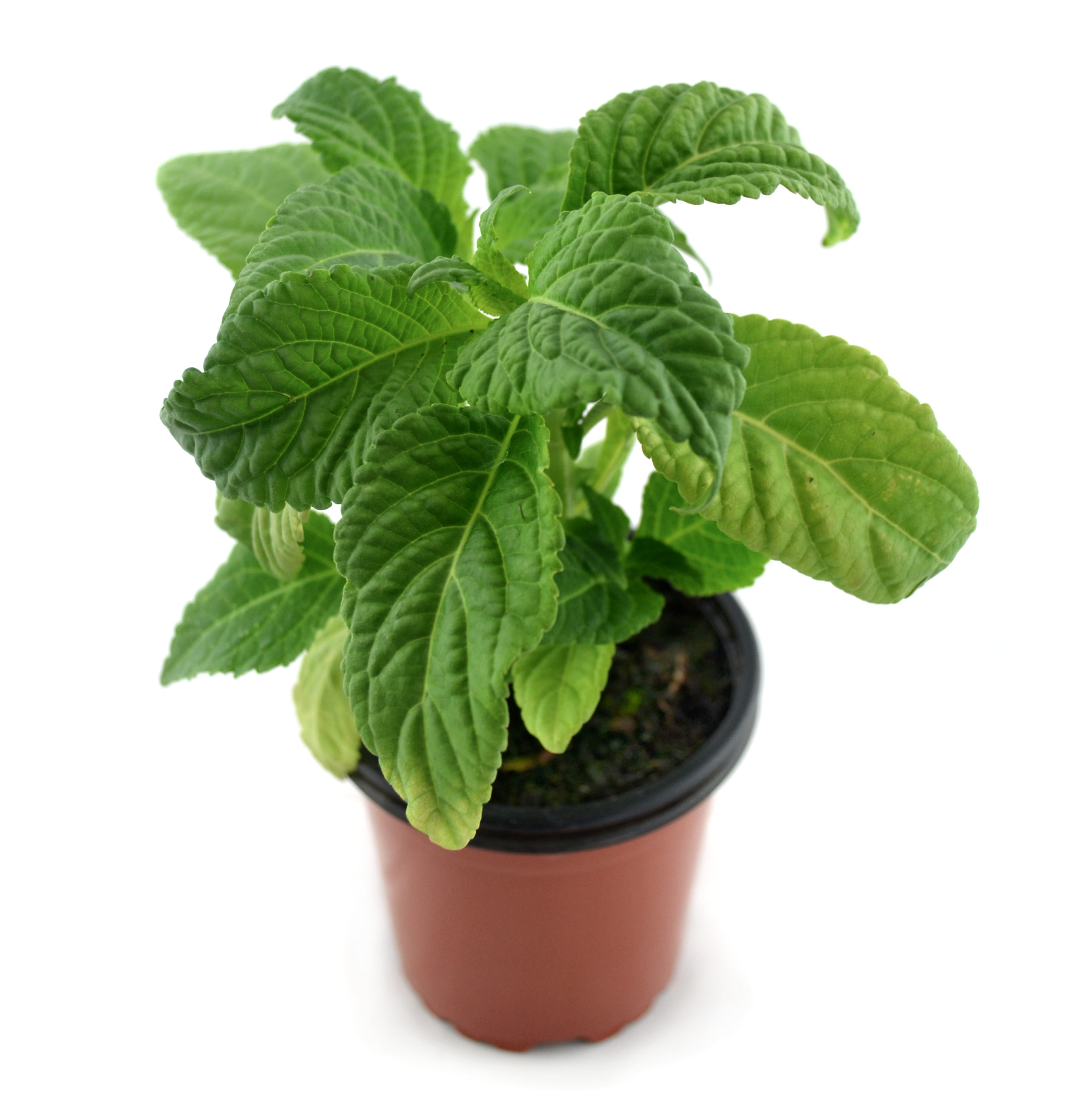 Salvia divinorum