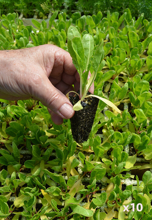Acelga verde penca blanca "Delta" (10 tacos)