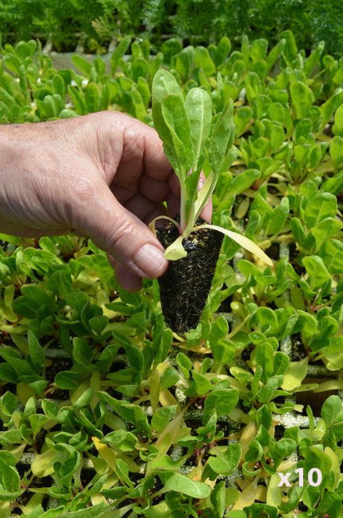 Acelga verde penca blanca "Delta" (10 tacos)