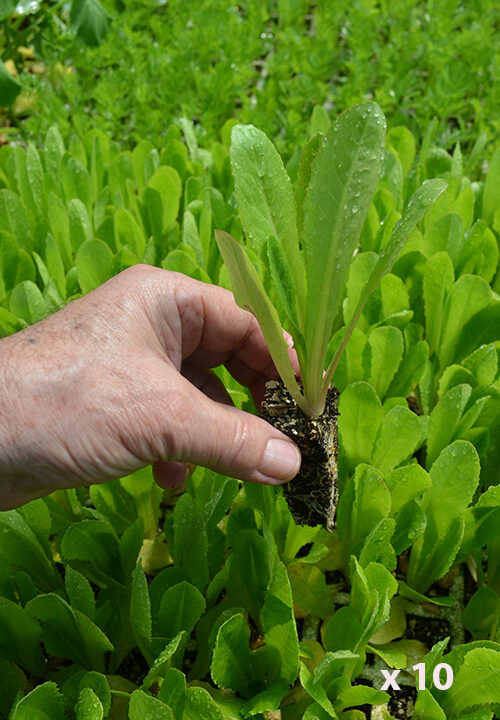 Lechuga romana "Invierno o amarillo" (10 tacos)