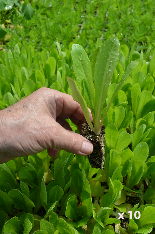 Lechuga romana "Invierno o amarillo" (10 tacos)