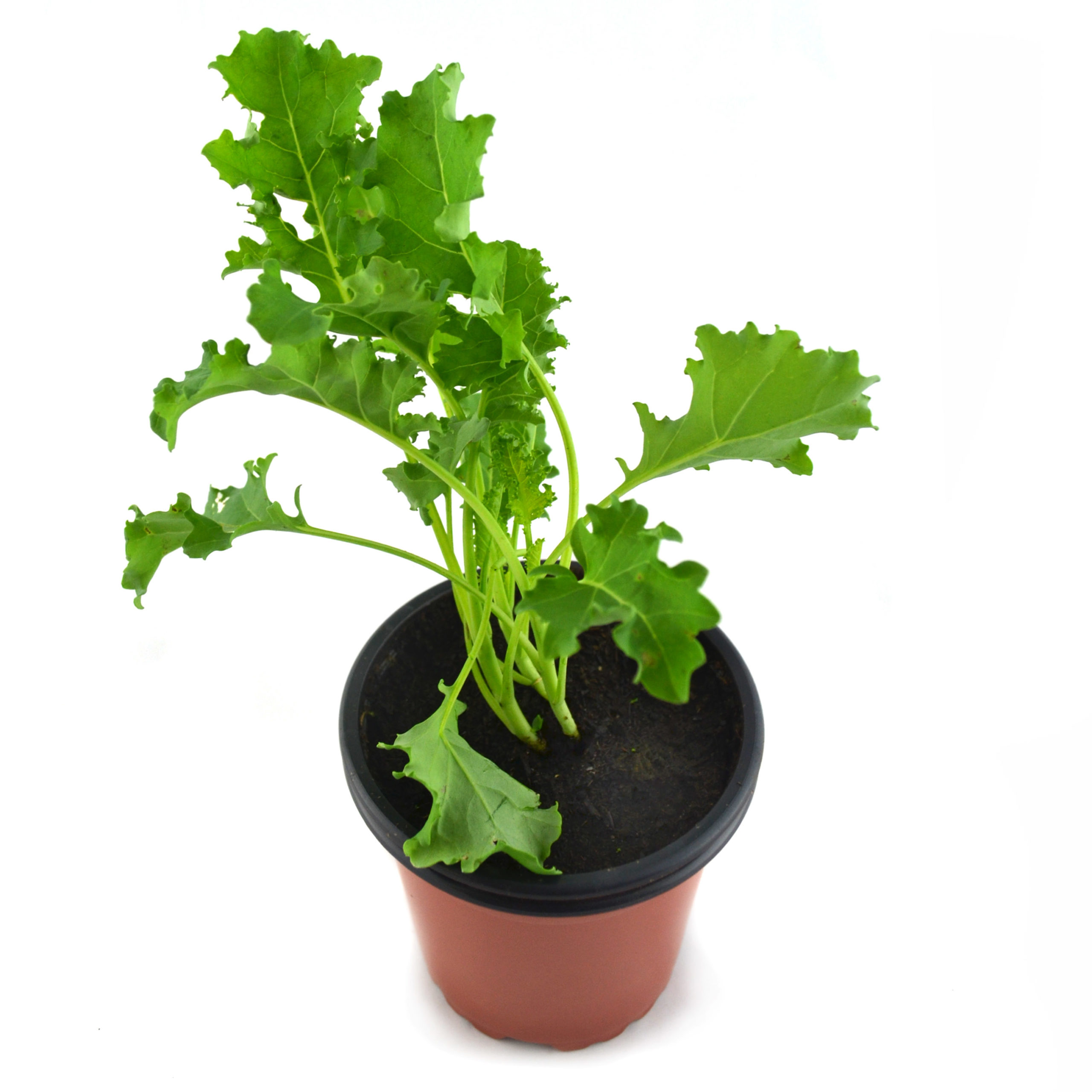 Kale hoja verde rizada