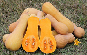 Calabaza Violina