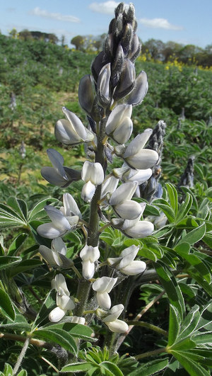 Altramuz blanco