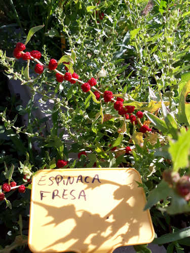 Espinaca hace fresas
