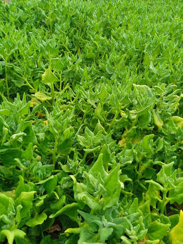 Espinaca Nueva Zelanda
