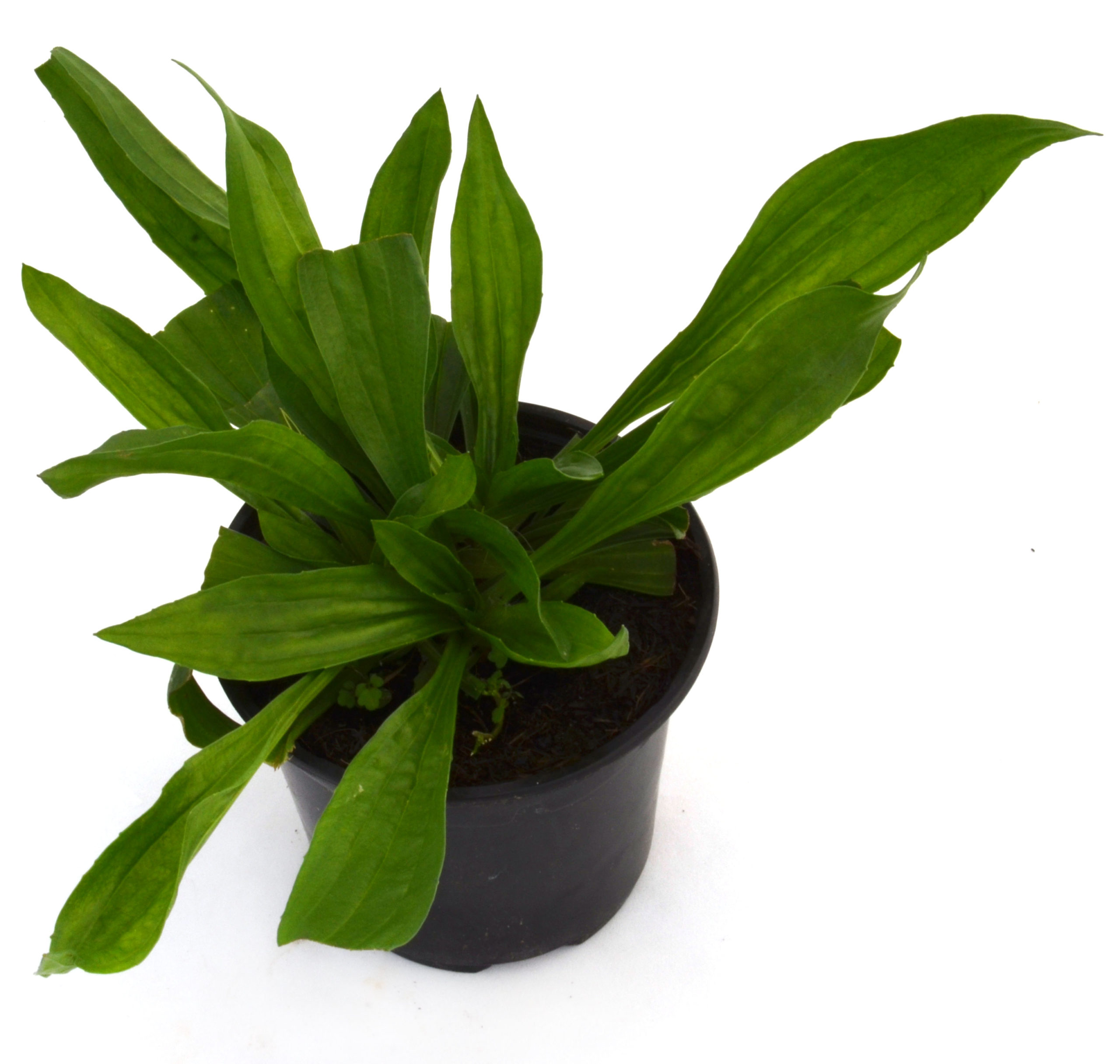 Llantén hoja ancha