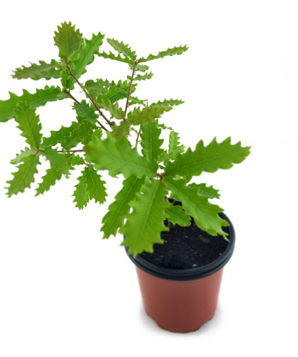 Roble