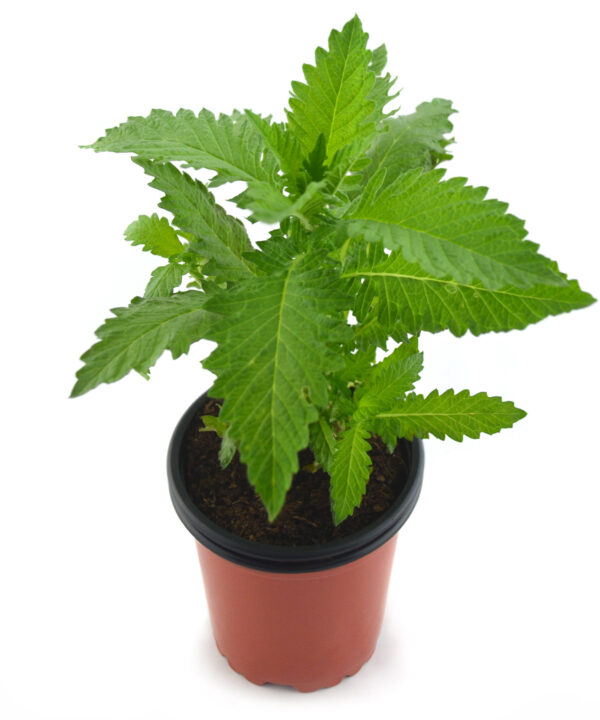 Menta de lobo