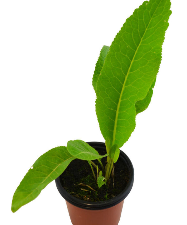 Nabo picante PERENNE