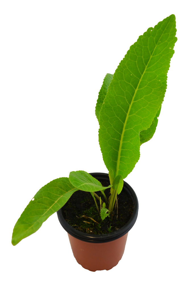 Nabo picante PERENNE