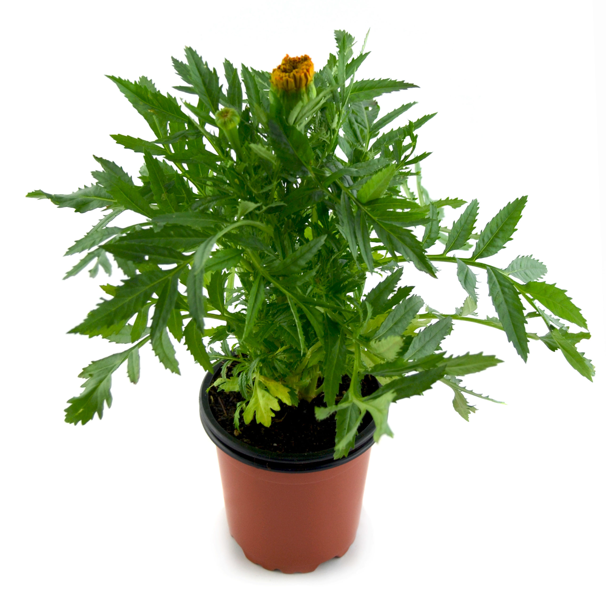 Clavel de indias naranja