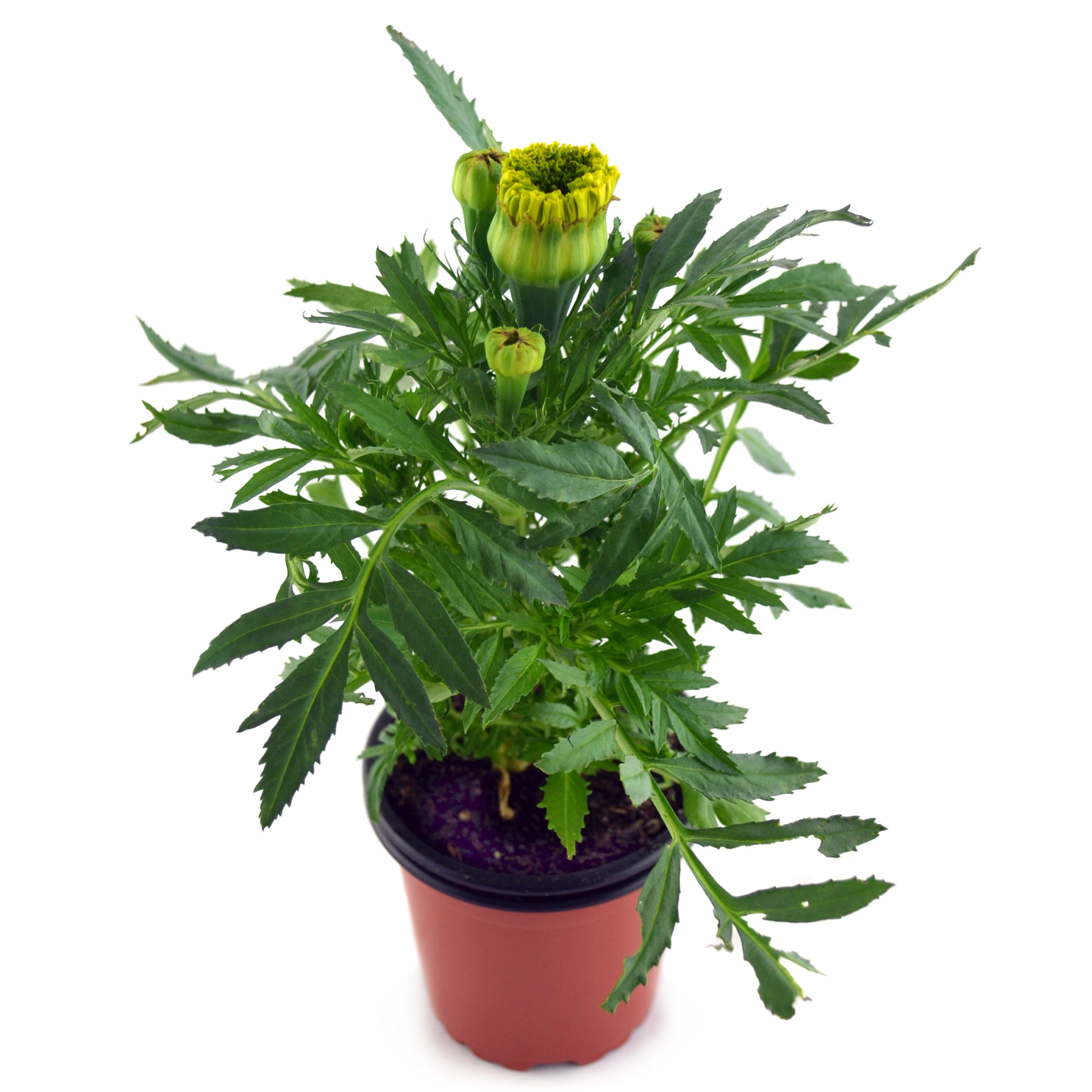 Clavel de indias amarillo