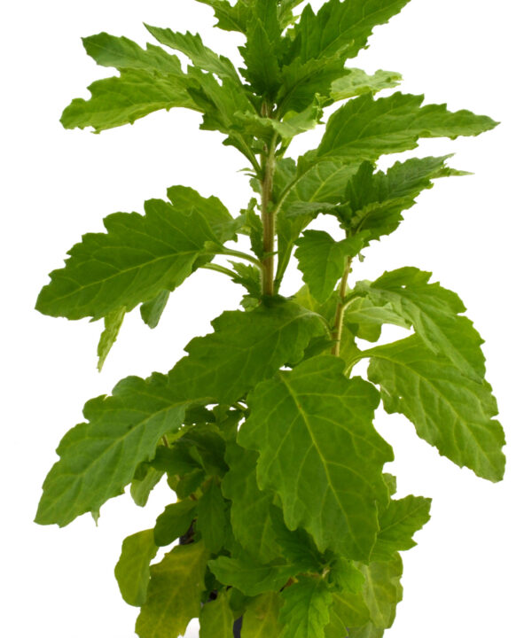 Paico - Epazote verde