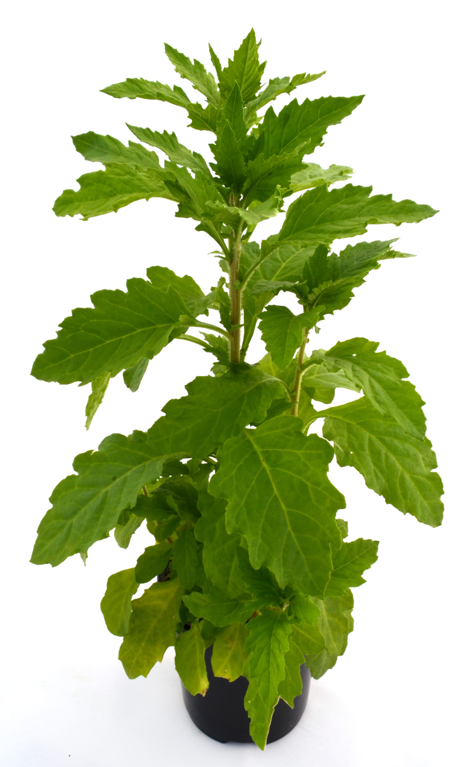 Paico - Epazote verde