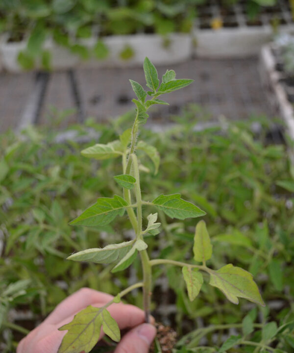 Tomatera manzana grande var. "Antigua" (5 tacos)
