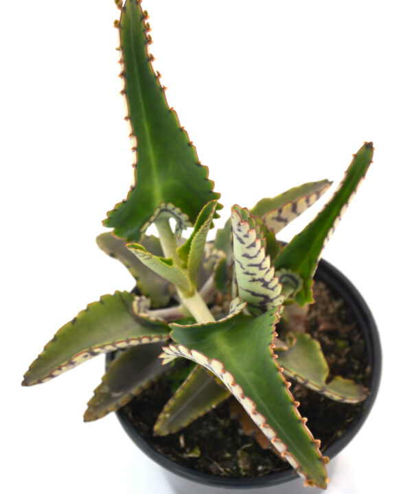 Kalanchoe Daigremontiana