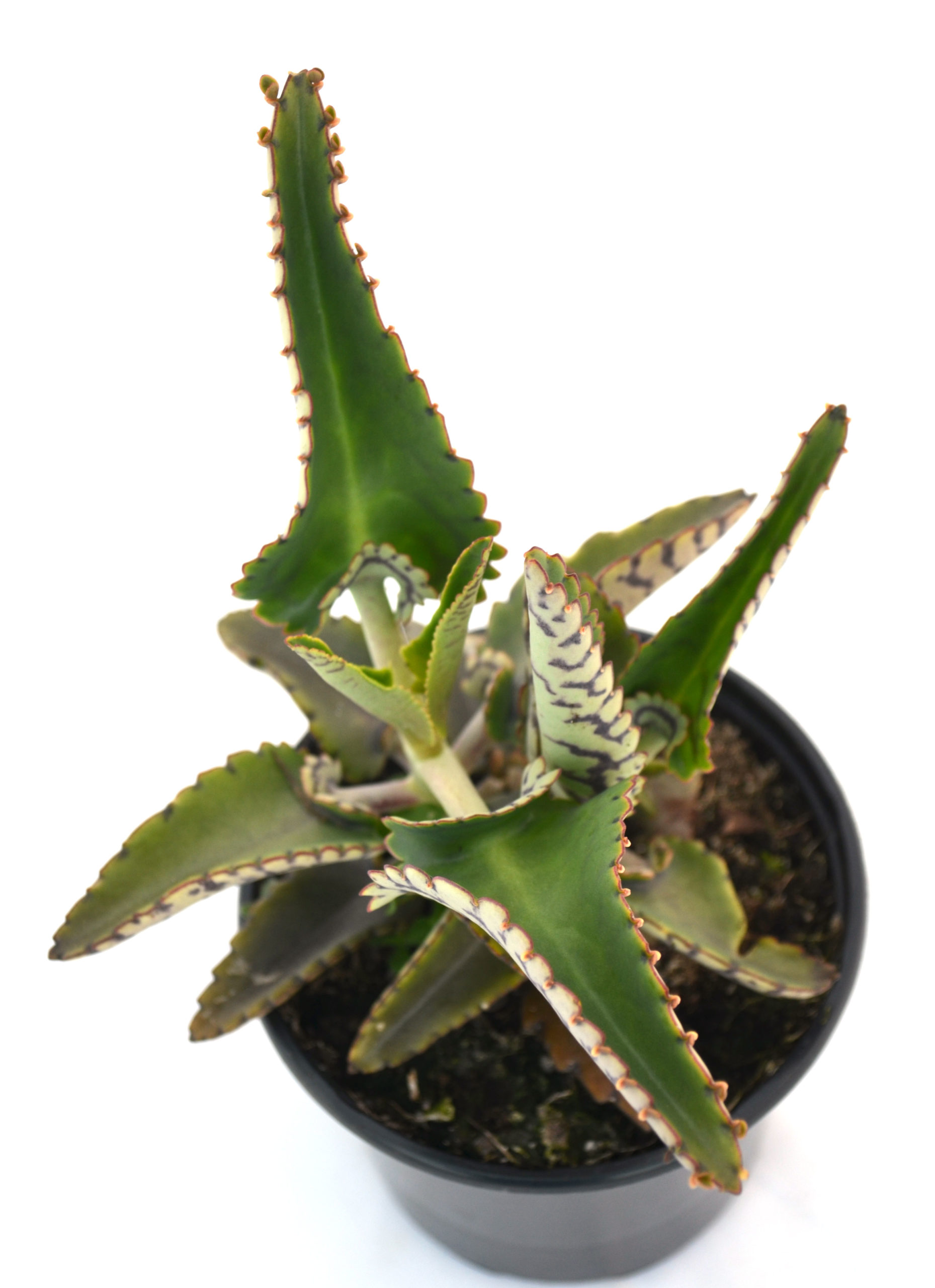 Kalanchoe Daigremontiana