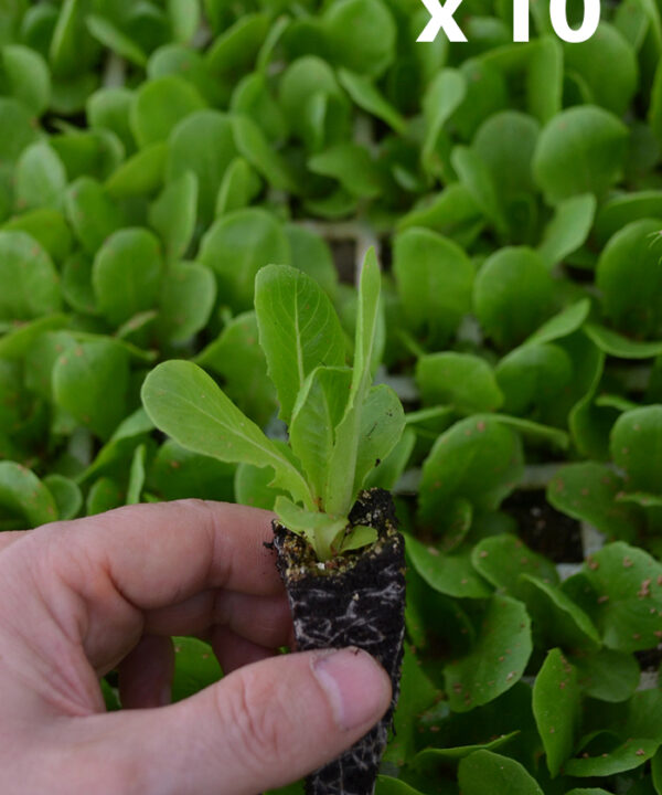 Lechuga cogollo "Derbi" (10 tacos)