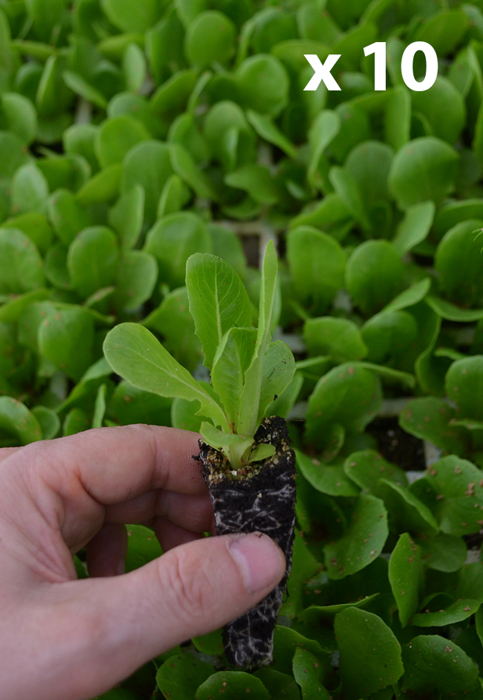 Lechuga cogollo "Derbi" (10 tacos)