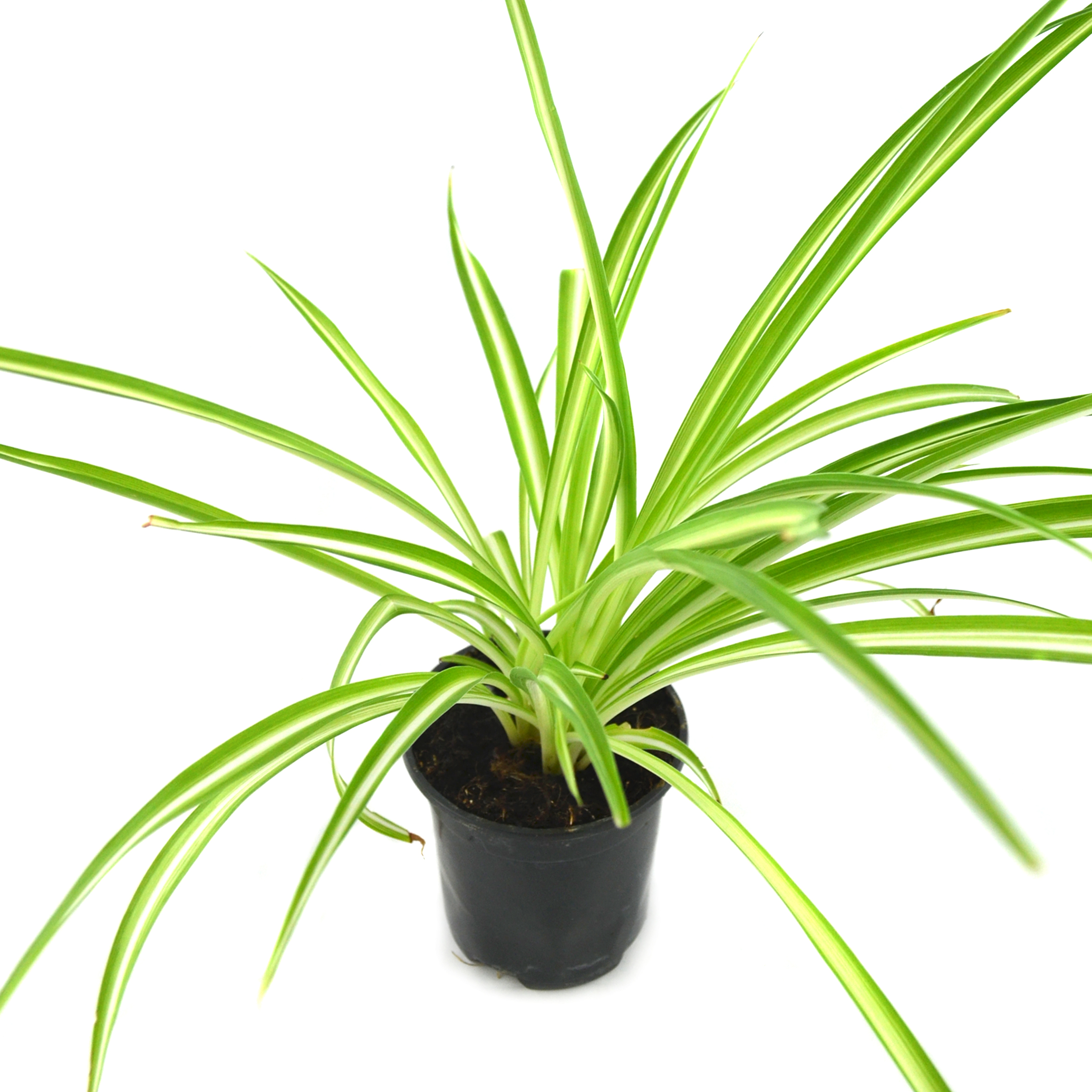 Clorofito