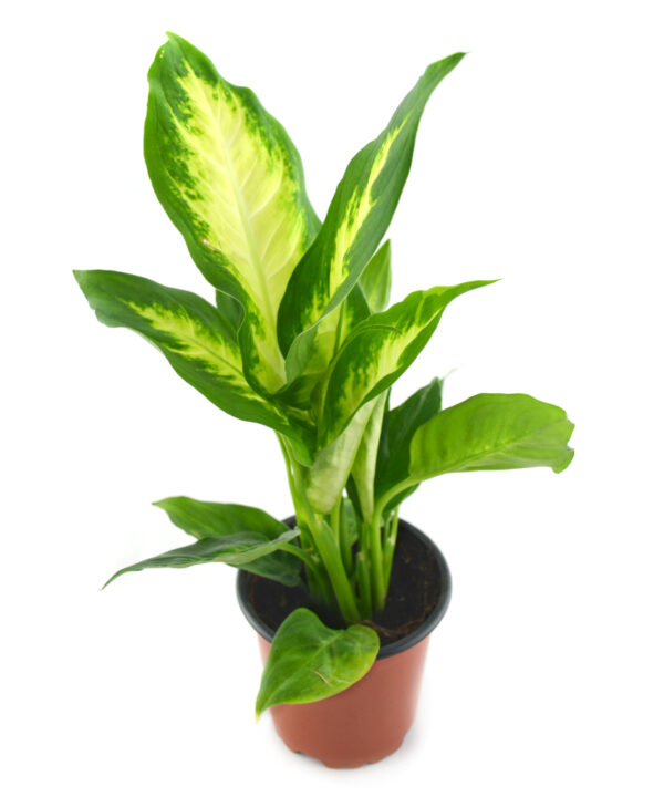 Dieffenbachia