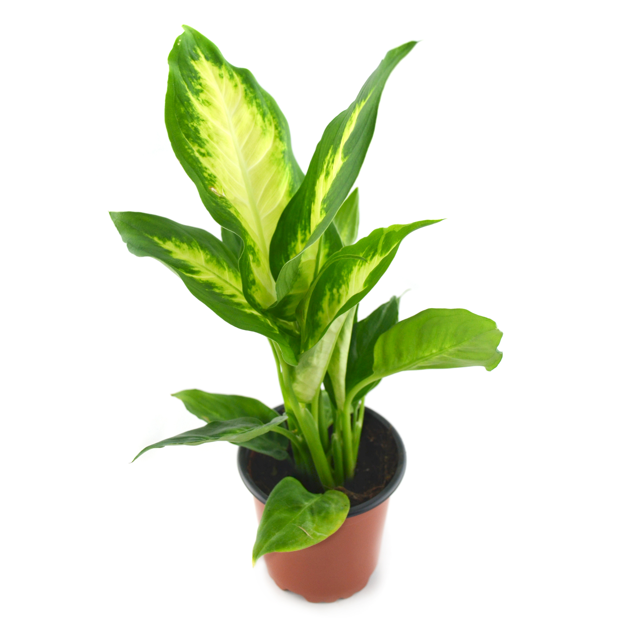 Dieffenbachia