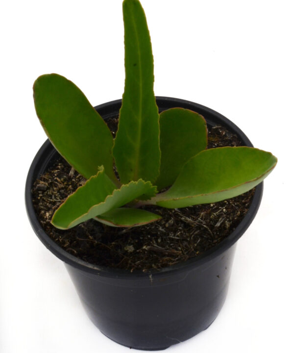 Kalanchoe Gastonis