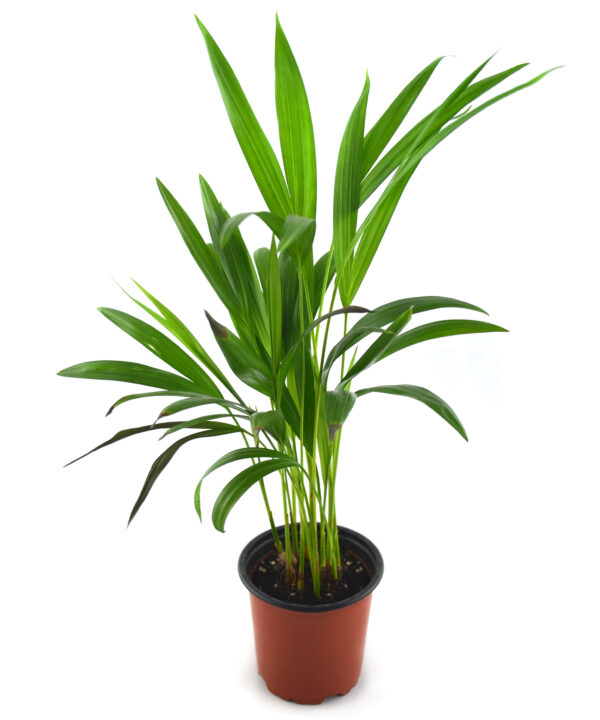 Areca