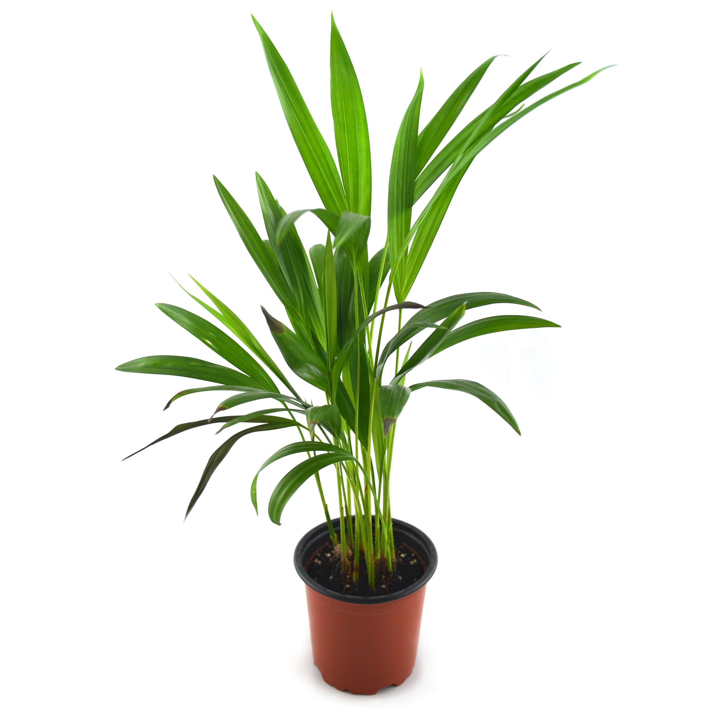 Areca