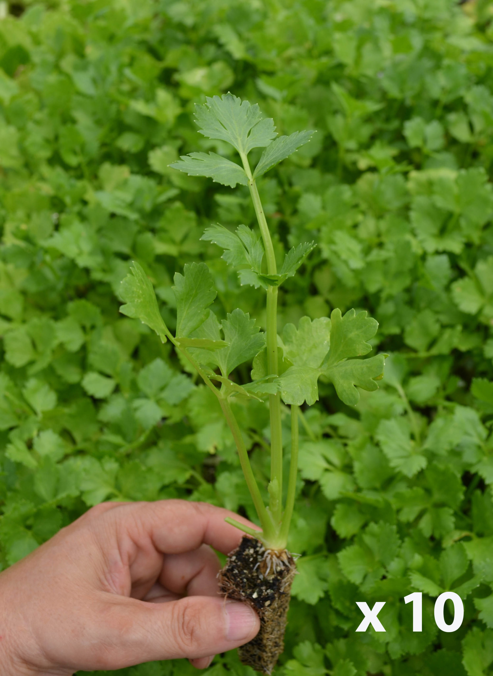Apio var. Elne (10 tacos)