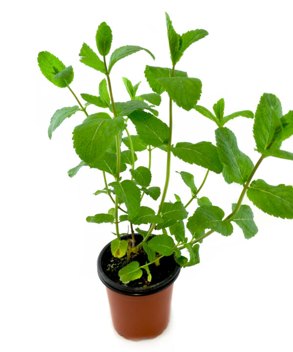 Menta spicata