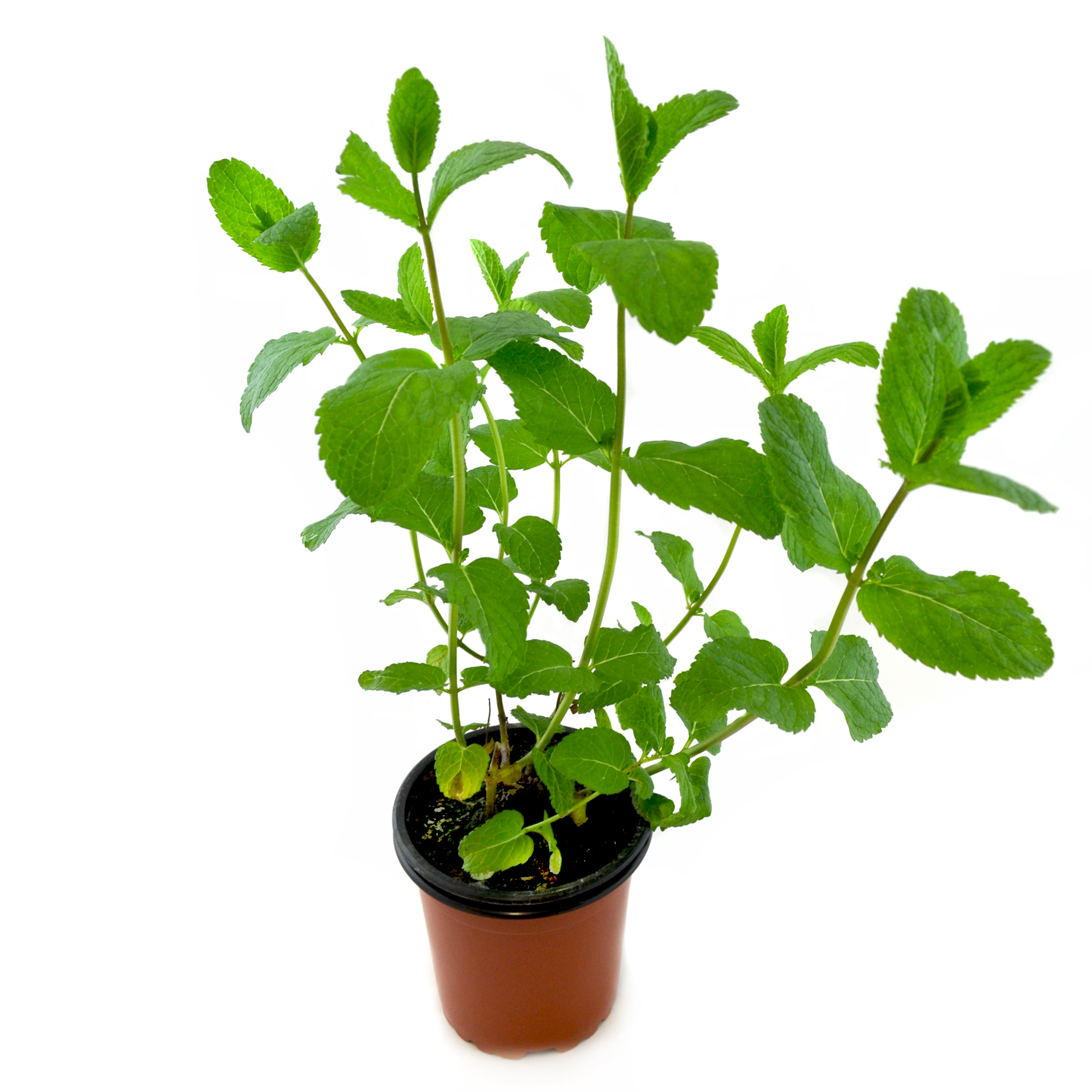 Menta spicata