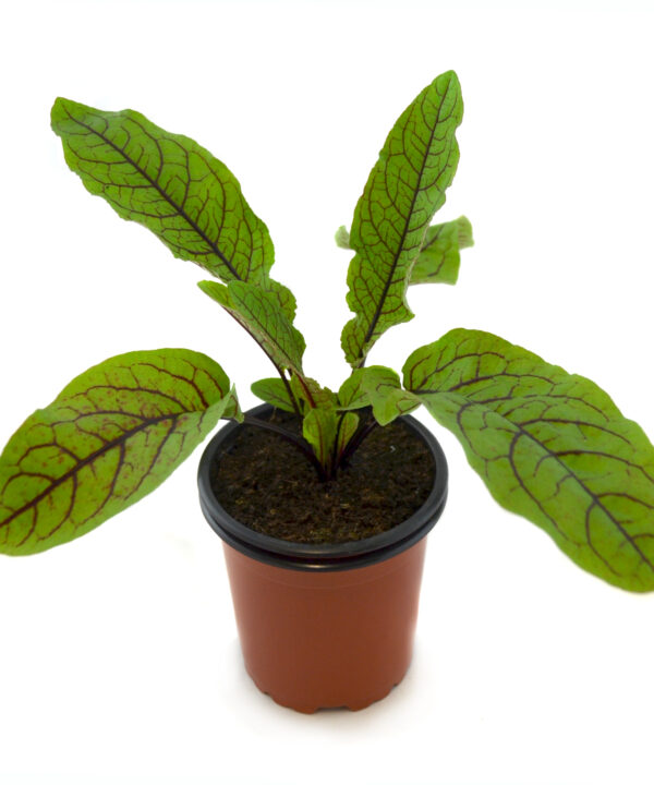 Acedera roja