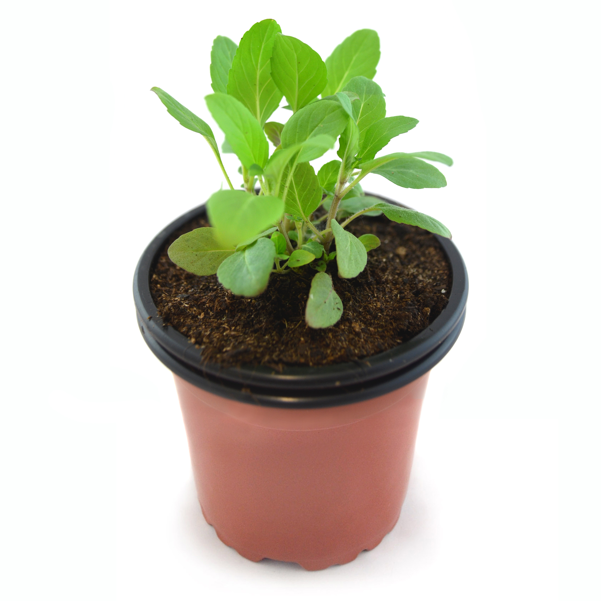 Monarda de limón