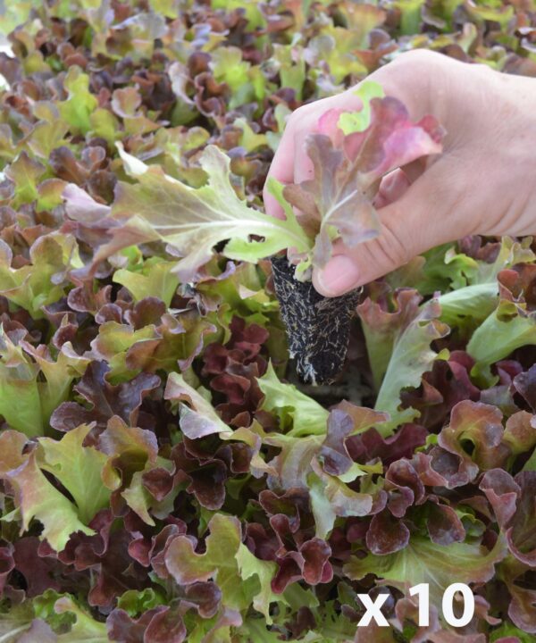 Lechuga hoja de roble roja "Rutilai/Esplai" (10 tacos)
